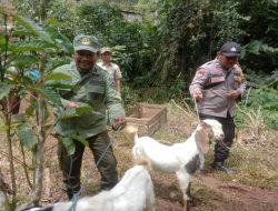 2 Ternak Milik Warga di Lampung Barat Dimangsa Hewan Buas