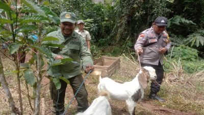 2 Ternak Milik Warga di Lampung Barat Dimangsa Hewan Buas