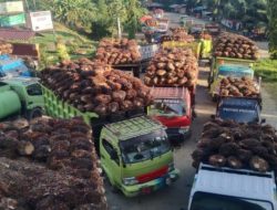 Harga CPO di Jambi Naik Rp96 Menjadi Rp12.900 Per Kg