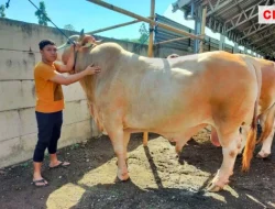 Menyambut Idul Adha 1445 Hijriah, Presiden Jokowi Akan Memberikan Bantuan 68 Ekor Sapi Kurban