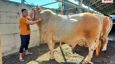 Menyambut Idul Adha 1445 Hijriah, Presiden Jokowi Akan Memberikan Bantuan 68 Ekor Sapi Kurban