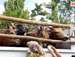 Dinas Peternakan Bangkalan Menemukan Pengiriman Sapi Ilegal ke Luar Pulau Madura