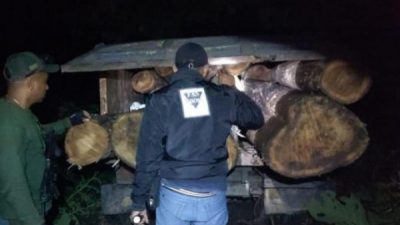 BBKSDA NTT Menangkap Enam Pelaku Ilegal Logging di Kawasan Hutan Produksi Mutis Timau