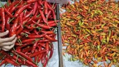 Harga Cabai Rawit Merah Turun Menjadi Rp45.002 Per Kilogram
